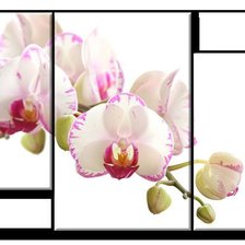 Оригинал схемы вышивки «орхидея» (№768828)