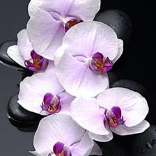 Схема вышивки «орхидея»