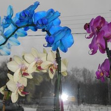 Оригинал схемы вышивки «орхидеи» (№768901)