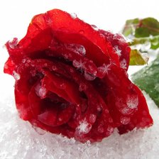 Схема вышивки «роза на снегу»
