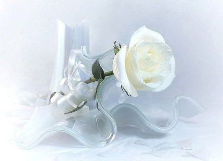 Белая роза - цветы - оригинал