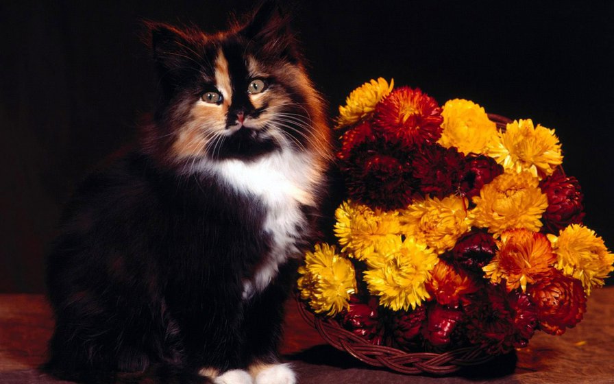 Котик и букет цветов - забавные животные, букет, цветы, природа - оригинал