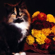 Котик и букет цветов
