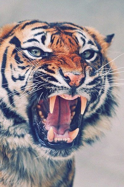 Тигр - зверь, животные - оригинал