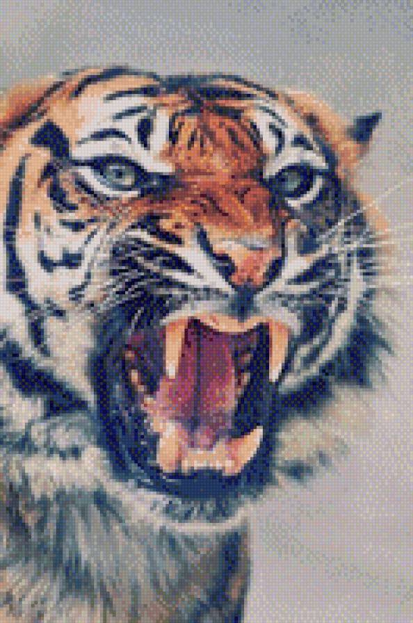 Тигр - зверь, животные - предпросмотр