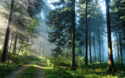 Туман в лесу - туман, лес, красота - оригинал