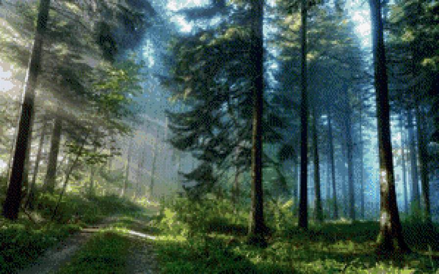 Туман в лесу - лес, красота, туман - предпросмотр
