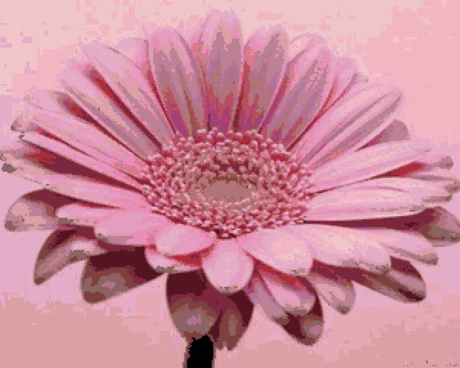 гербера розовая - гербера, цветы - предпросмотр