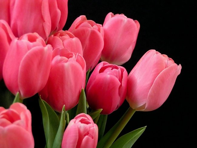 тюльпаны на черном - букет, тюльпаны, цветы - оригинал