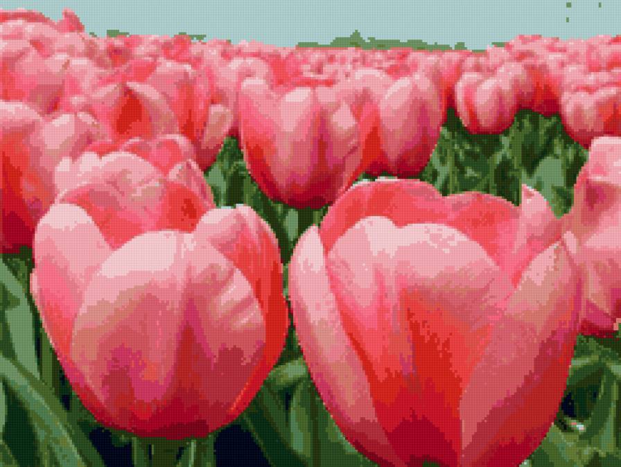 поле тюльпанов - цветы, поле, тюльпаны - предпросмотр