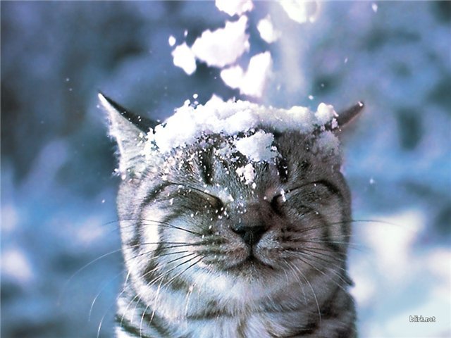 Снежный кот - пушистый, кот, зима, снег, белый - оригинал