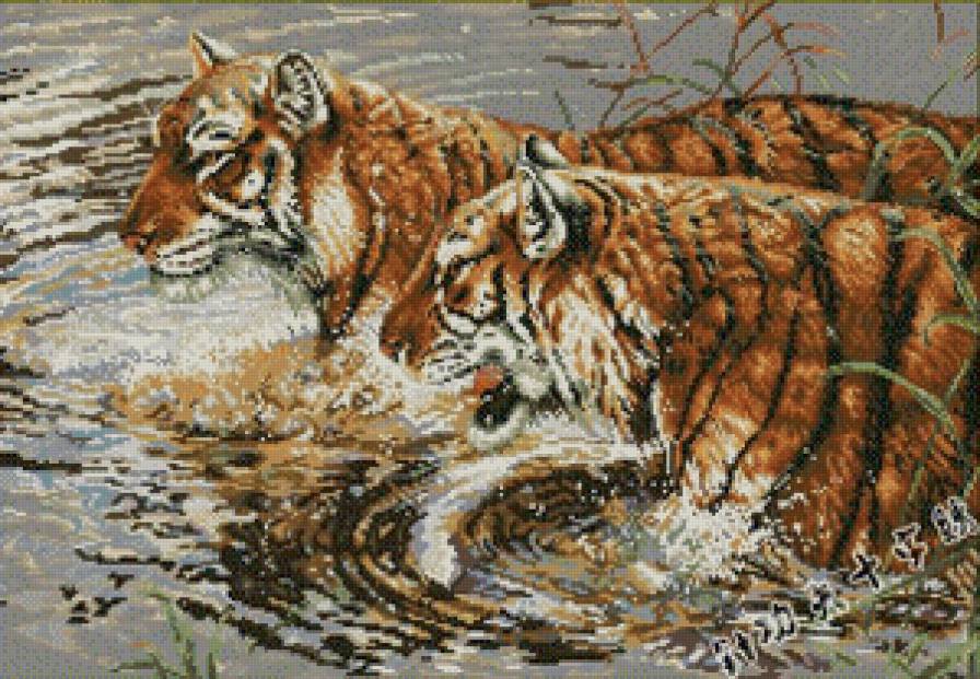 Тигры - река, тигры, животные - предпросмотр