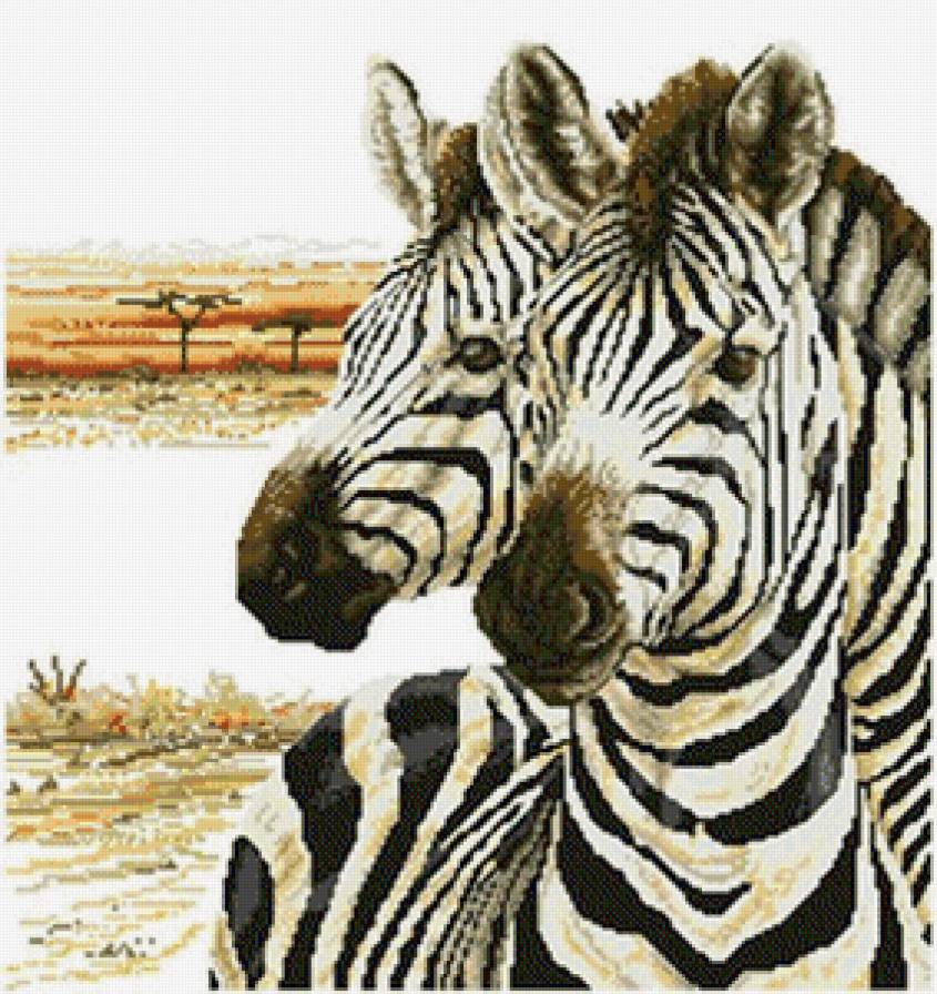 Зебра - животные, лошади, зебра - предпросмотр