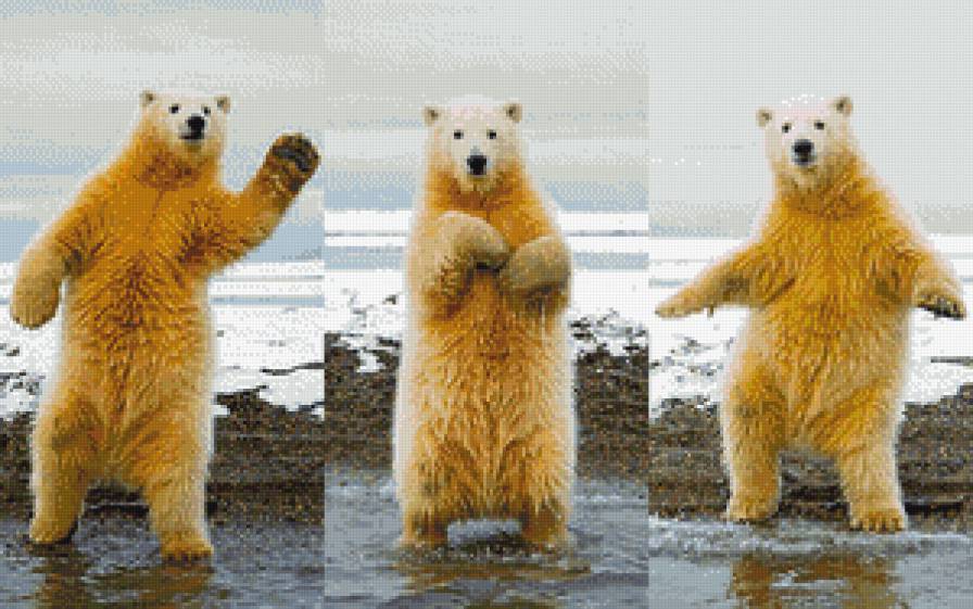 танцор Белый медведь - животные - предпросмотр