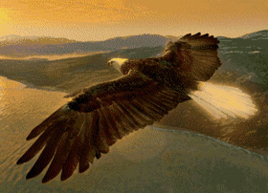 орел в полете - птицы в небе - предпросмотр