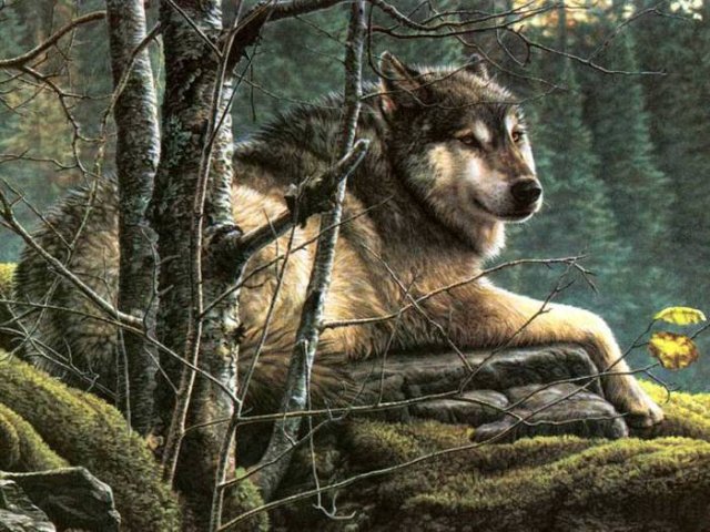 Волк на отдыхе - природа, волк, животные, лес - оригинал