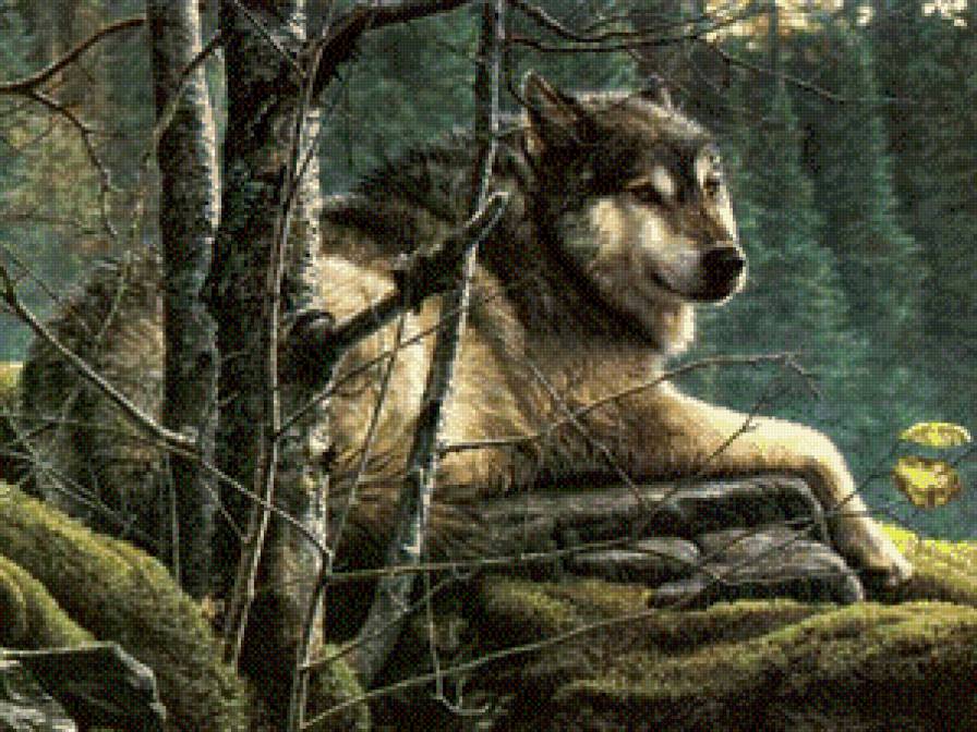 Волк на отдыхе - лес, животные, природа, волк - предпросмотр