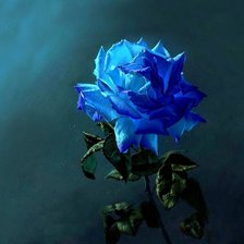 Оригинал схемы вышивки «голубая роза» (№775930)