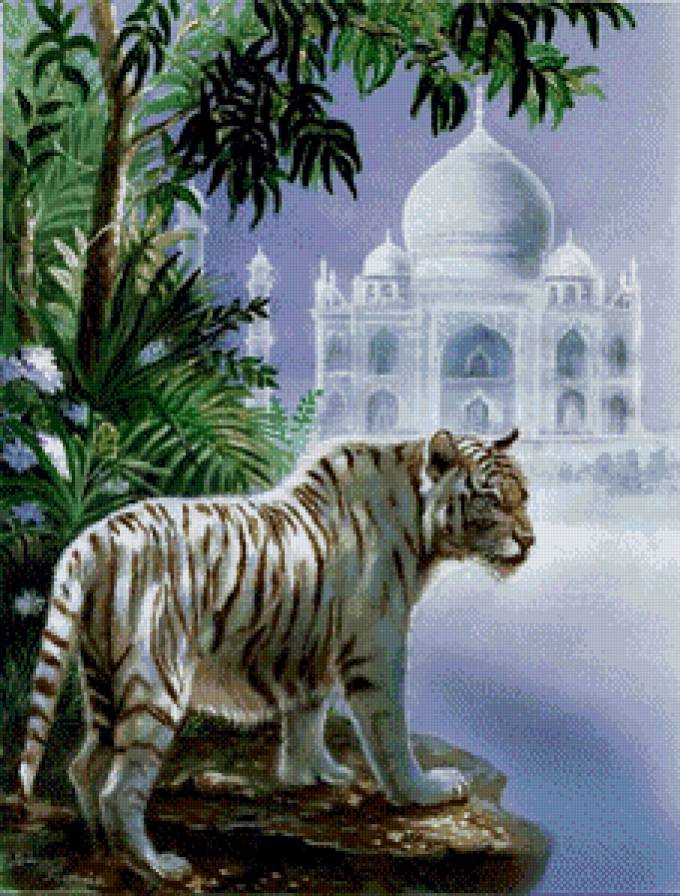 Снежный тигр - природа, мечеть, тигр - предпросмотр
