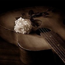 белая роза на гитаре