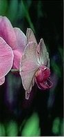 Схема вышивки «триптих орхидея 3»