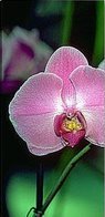 триптих орхидея 1