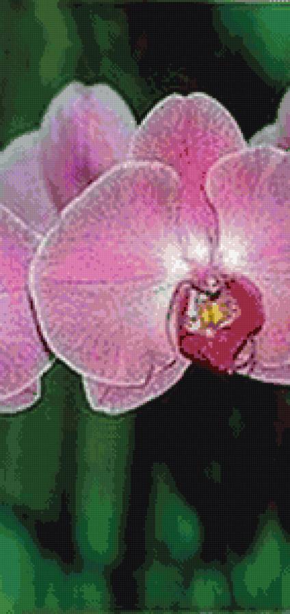 триптих орхидея 2 - предпросмотр