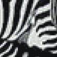 Предпросмотр схемы вышивки «триптих зебры» (№777058)