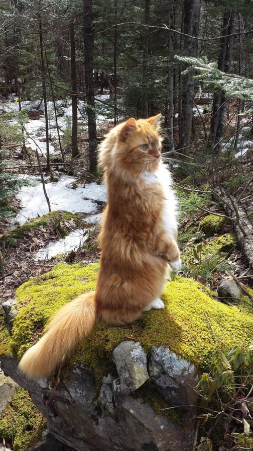 Лесной кот - охотник, кот, весна, лес - оригинал