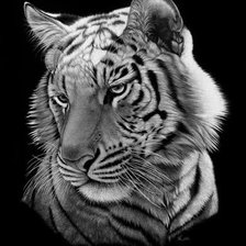 Схема вышивки «портрет тигра»