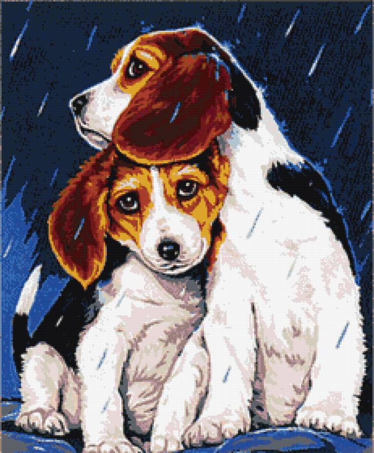 сябака - собаки, под дождем - предпросмотр