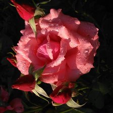Оригинал схемы вышивки «кустовая роза» (№777296)