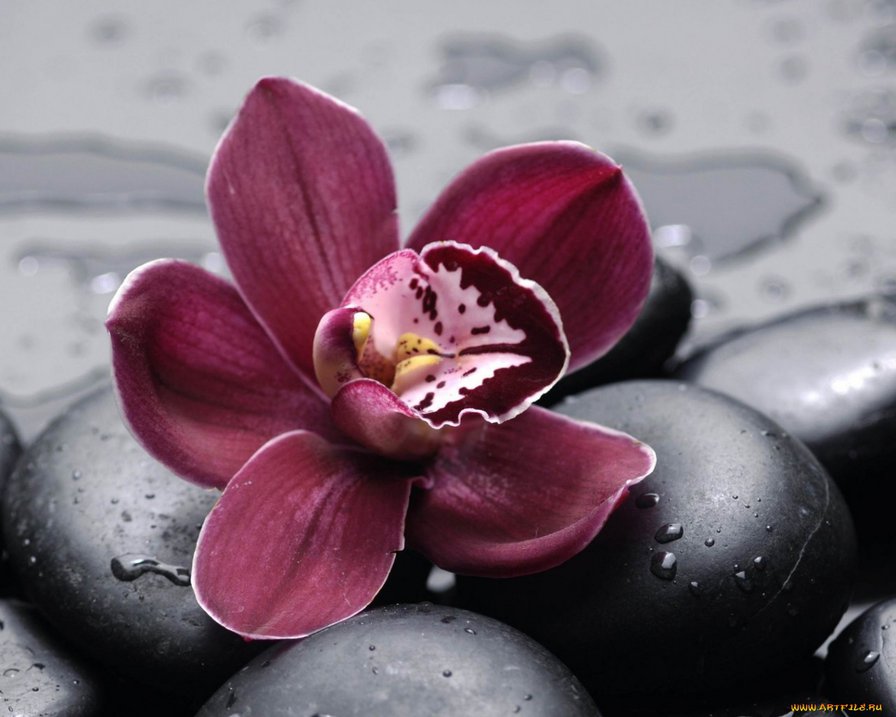 Орхидея - орхидея, цветы - оригинал