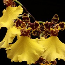 Оригинал схемы вышивки «Орхидея» (№777414)