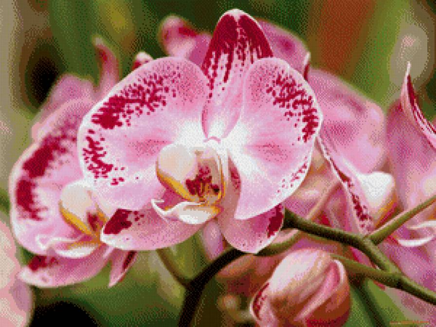 Орхидея - цветы, орхидея - предпросмотр