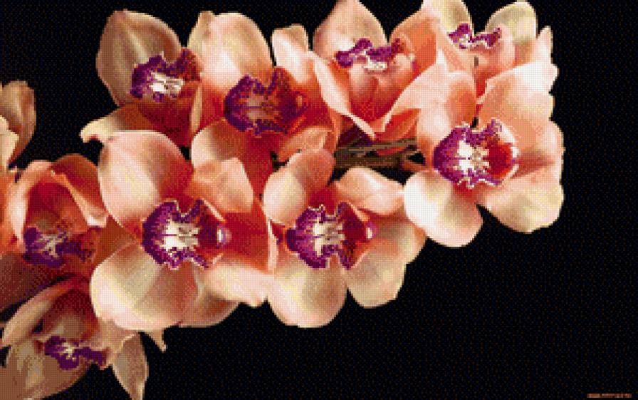 Орхидея - орхидея, цветы - предпросмотр