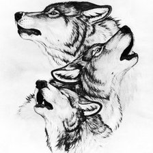 Оригинал схемы вышивки «волки» (№777555)
