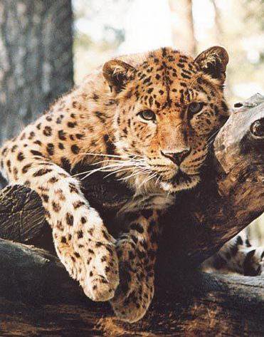 Леопард на дереве - оригинал