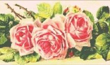 Оригинал схемы вышивки «Рзовые розы панно» (№779473)