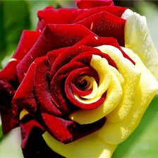 Схема вышивки «Роза разноцветная»