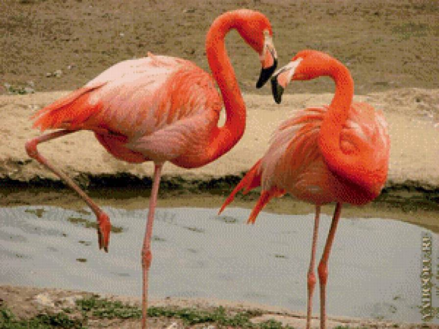 розовый фламинго - предпросмотр