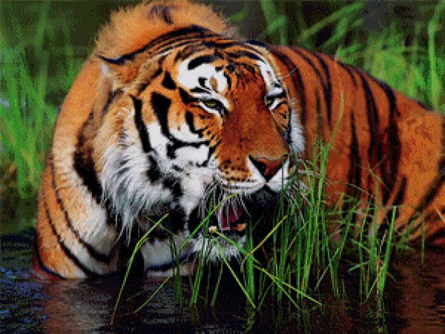 Тигр1 - животные, тигр, кот, большие кошки - предпросмотр
