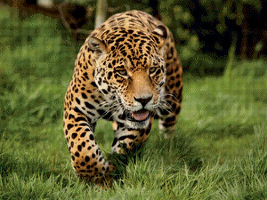 леопард - кот, большие кошки, леопард, животные - предпросмотр