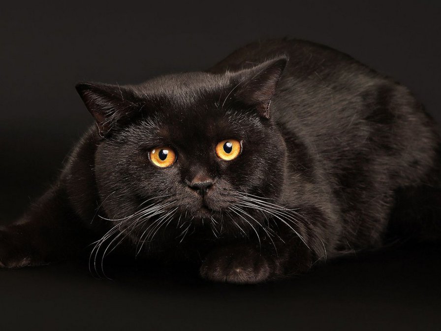 Черный кот - кот, кошки, животные - оригинал