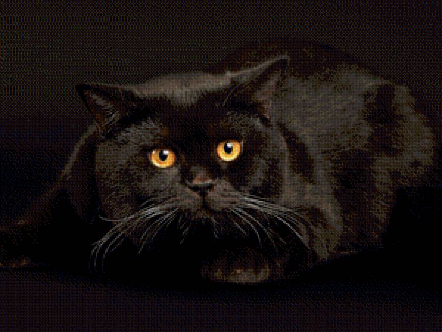 Черный кот - кошки, животные, кот - предпросмотр