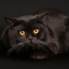 Оригинал схемы вышивки «Черный кот» (№780609)