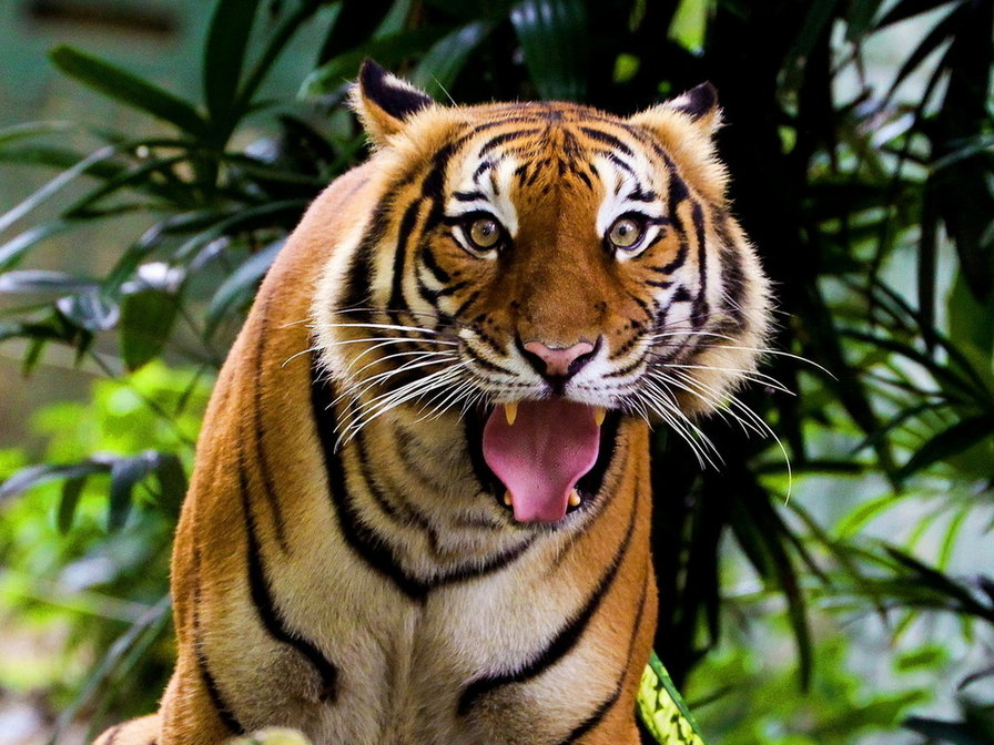 тигр3 - тигр, большие кошки, животные, кот - оригинал