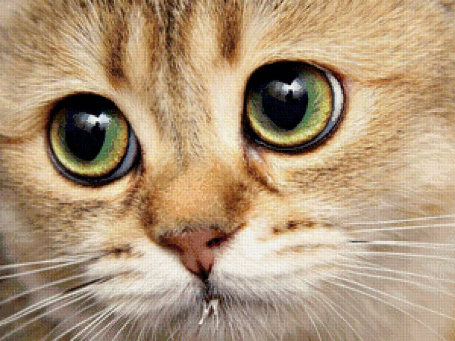 зеленоглазое чудо - кот, животные, кошки - предпросмотр
