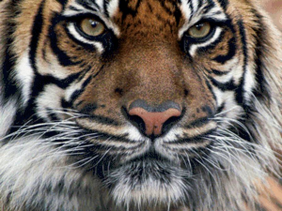 тигр5 - животные, тигр, кот, большие кошки - предпросмотр