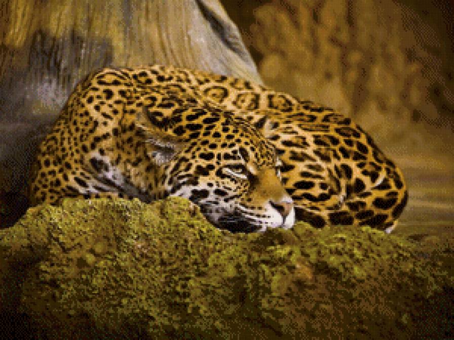 леопард - леопард, животные, кот, большие кошки - предпросмотр